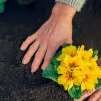 DIY Tips for Spring Gardening