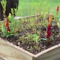 DIY Raised Wild Flower Garden