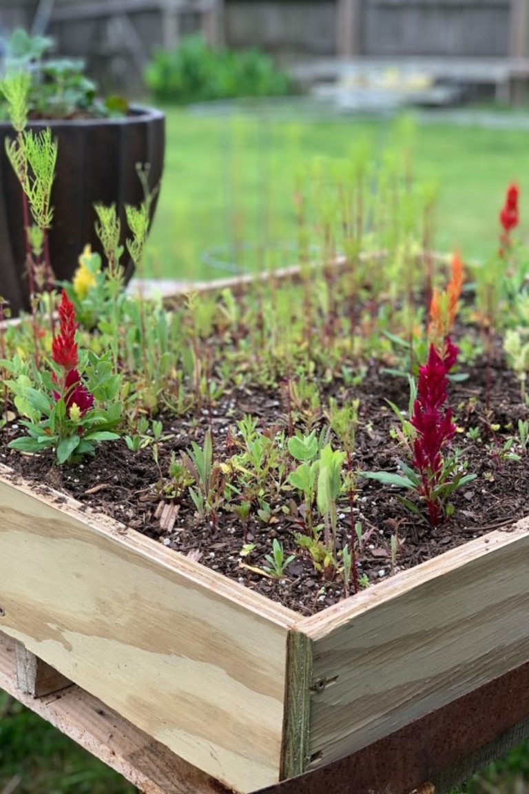 DIY Raised Wild Flower Garden