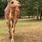 Drive-Thru Safari in East Texas