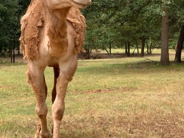 Drive-Thru Safari in East Texas