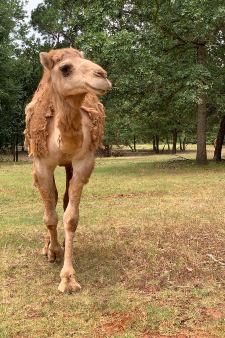 Drive-Thru Safari in East Texas