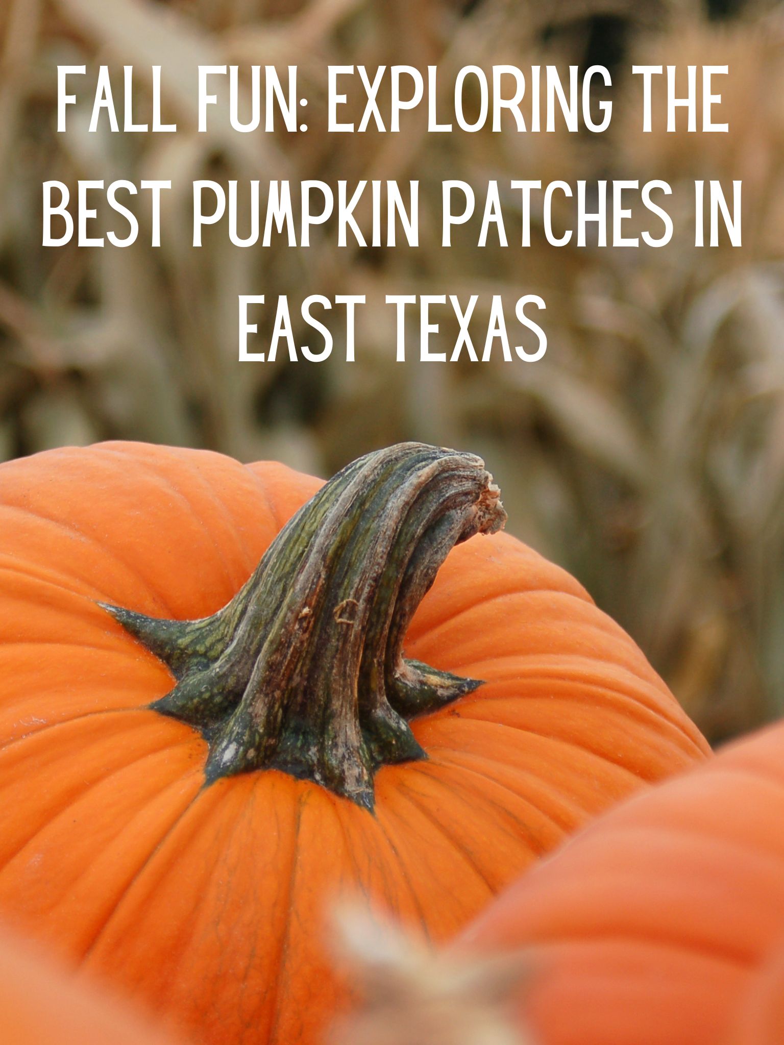 Pumpkin Patches in East Texas