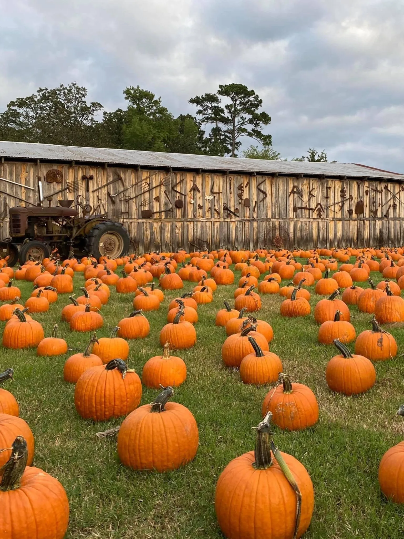 Pumpkin Patches in East Texas