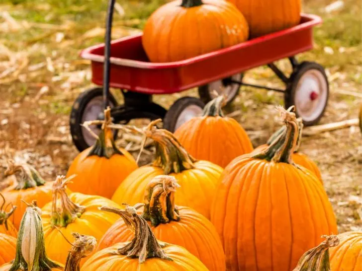 Pumpkin Patches in East Texas