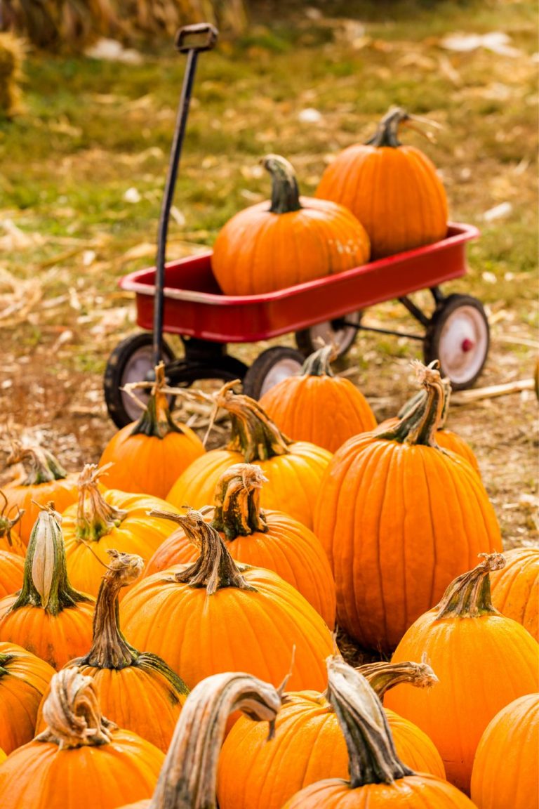 Pumpkin Patches in East Texas