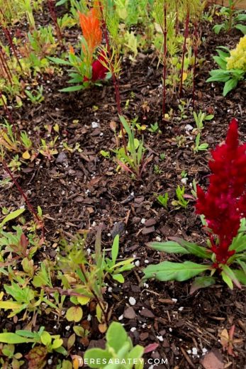 DIY Raised Wild Flower Garden - Teresa Batey