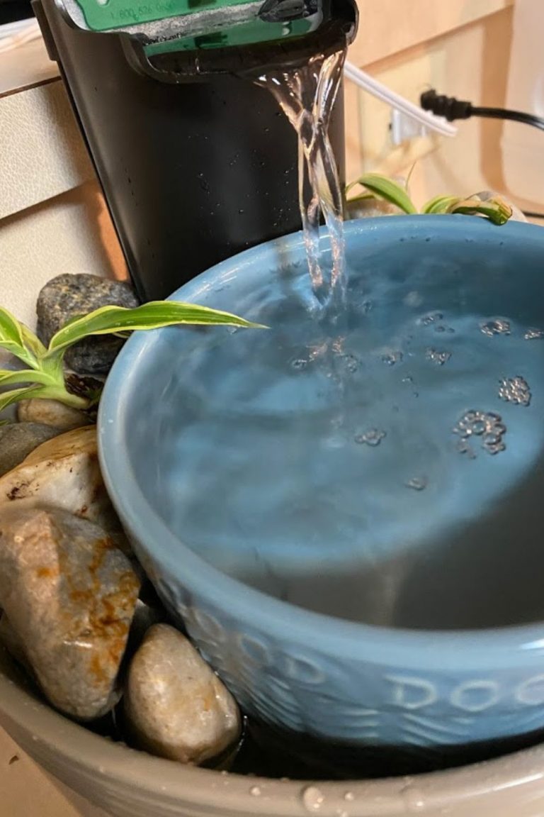 DIY Pet Fountain