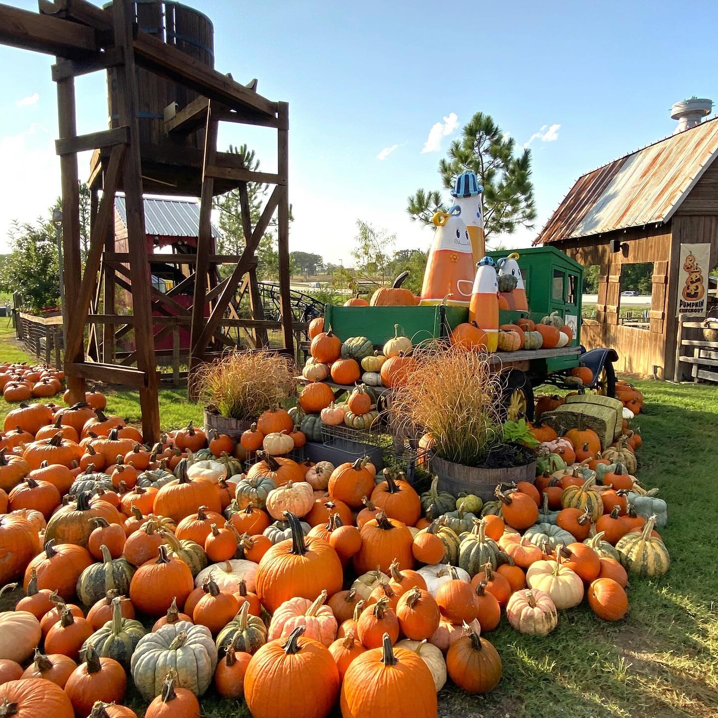 Pumpkin display at YesterLand Farm Fall Festival in Canton, Texas