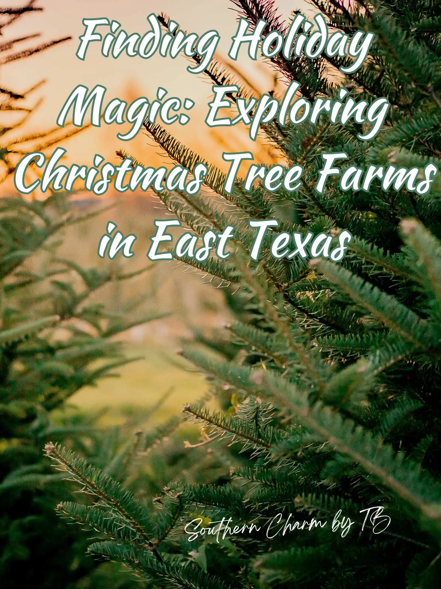 Christmas Tree Farms in East Texas