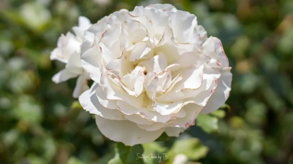 Weekend Getaway Guide to East Texas - rose garden Weekend Getaway Guide to East Texas