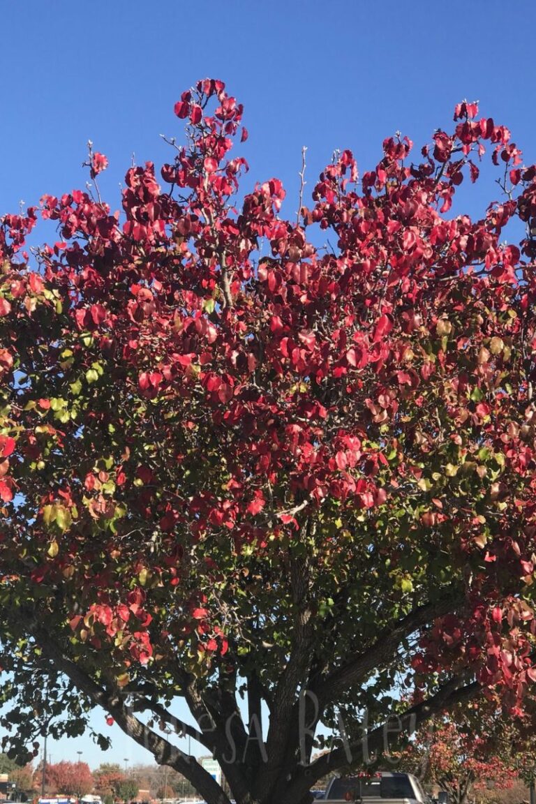 East Texas Fall Getaways: Where to Explore This Season