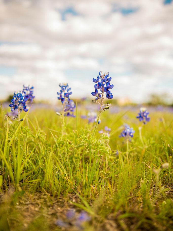 bluebonnet